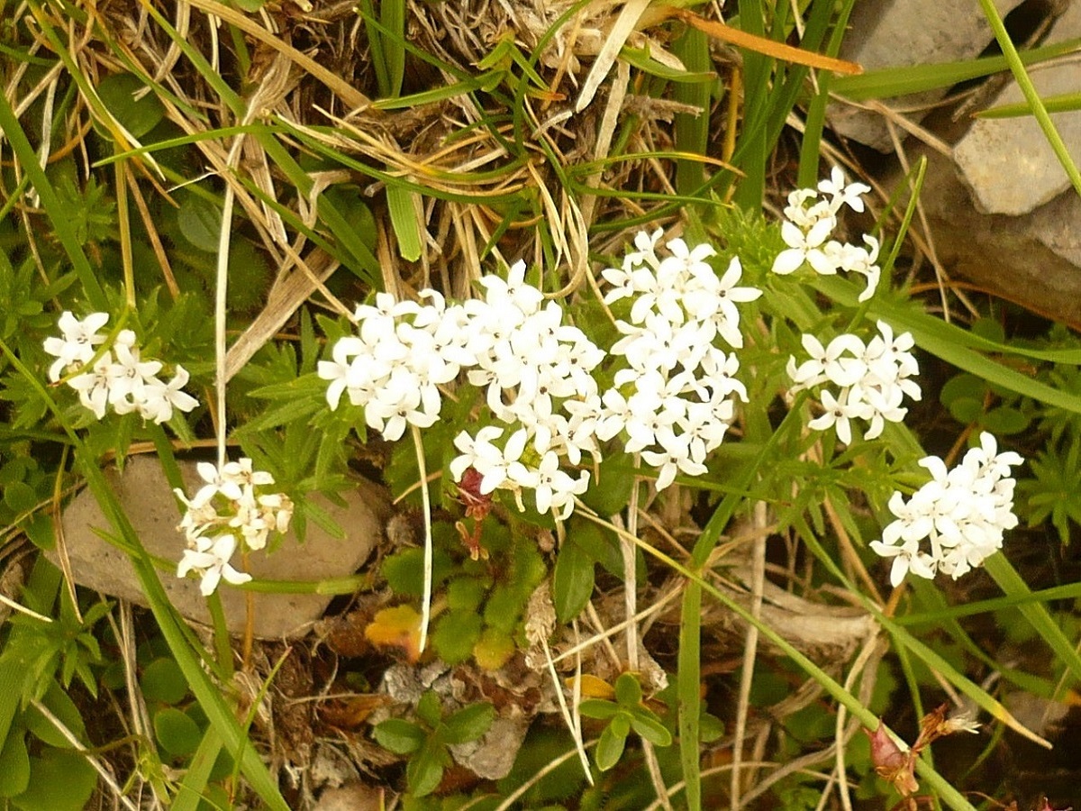 Asperula hirta (Rubiaceae)